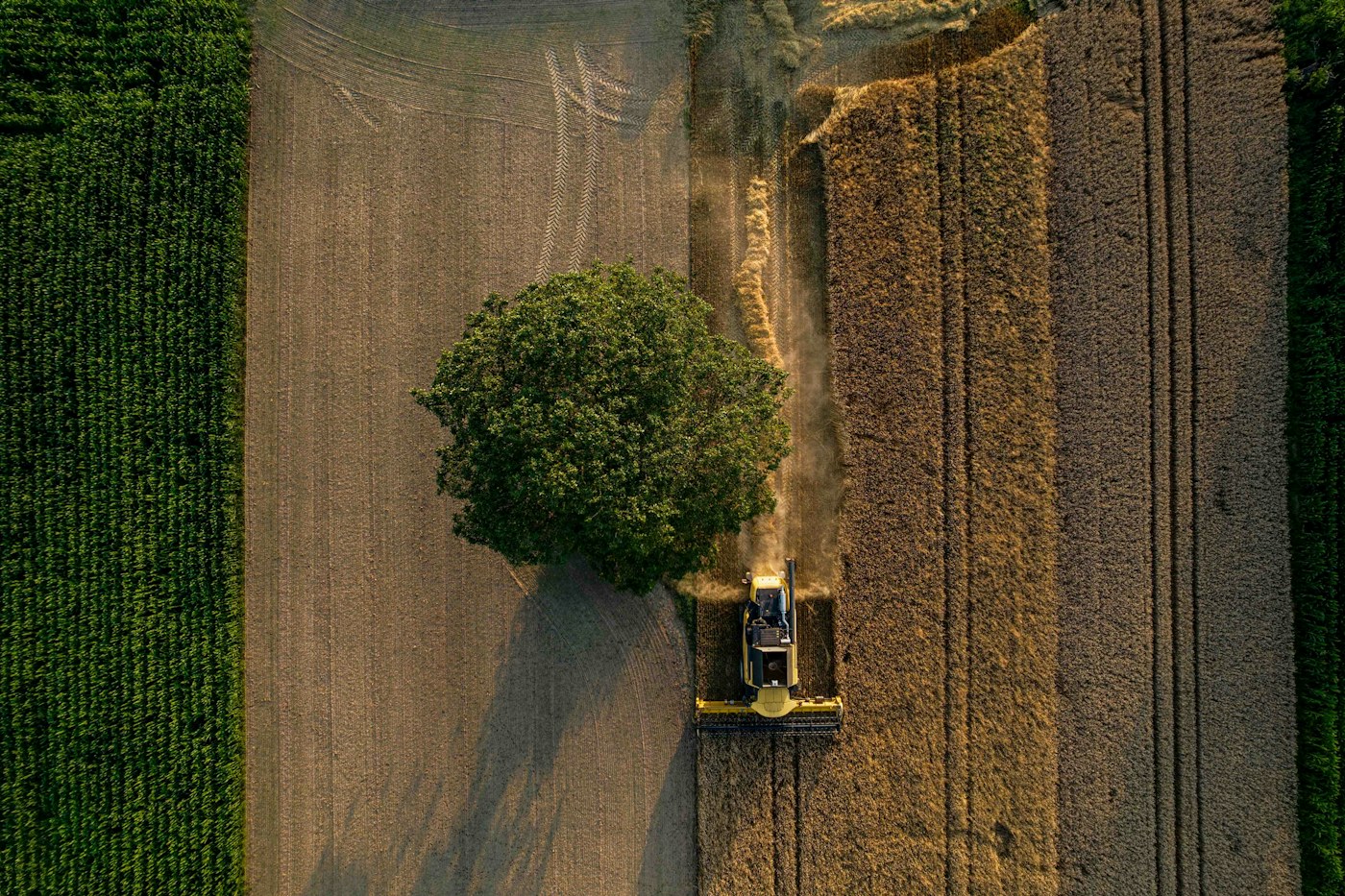 a combine harvester working through a field beside a tree, seen from above